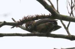 Image of Crested Becard