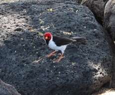 Image of Yellow-billed Cardinal