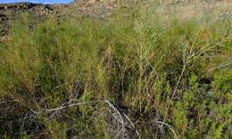 Image de Psoralea verrucosa Willd.