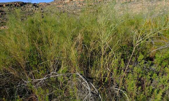 Image de Psoralea verrucosa Willd.