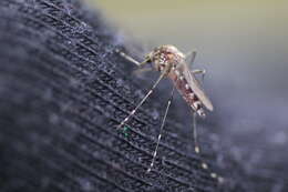 صورة Aedes camptorhynchus (Thomson 1869)