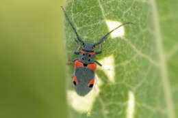 Sivun Tetraopes discoideus Le Conte 1858 kuva