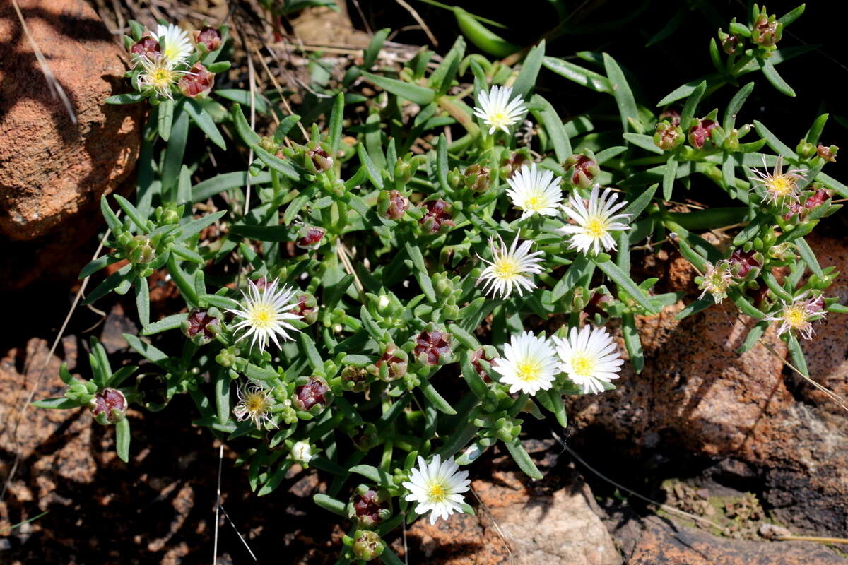 Imagem de Delosperma gautengense H. E. K. Hartmann