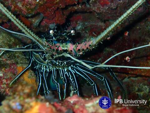 Image of Painted Spiny Lobster