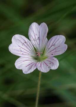 Image of Geranium angustipetalum Hilliard & B. L. Burtt