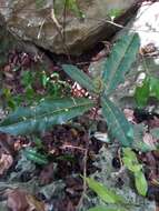 Image of Rinorea spinosa (Tul.) Baill.
