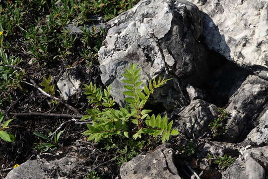 Image of Sorbaria pallasii (G. Don) Pojark.