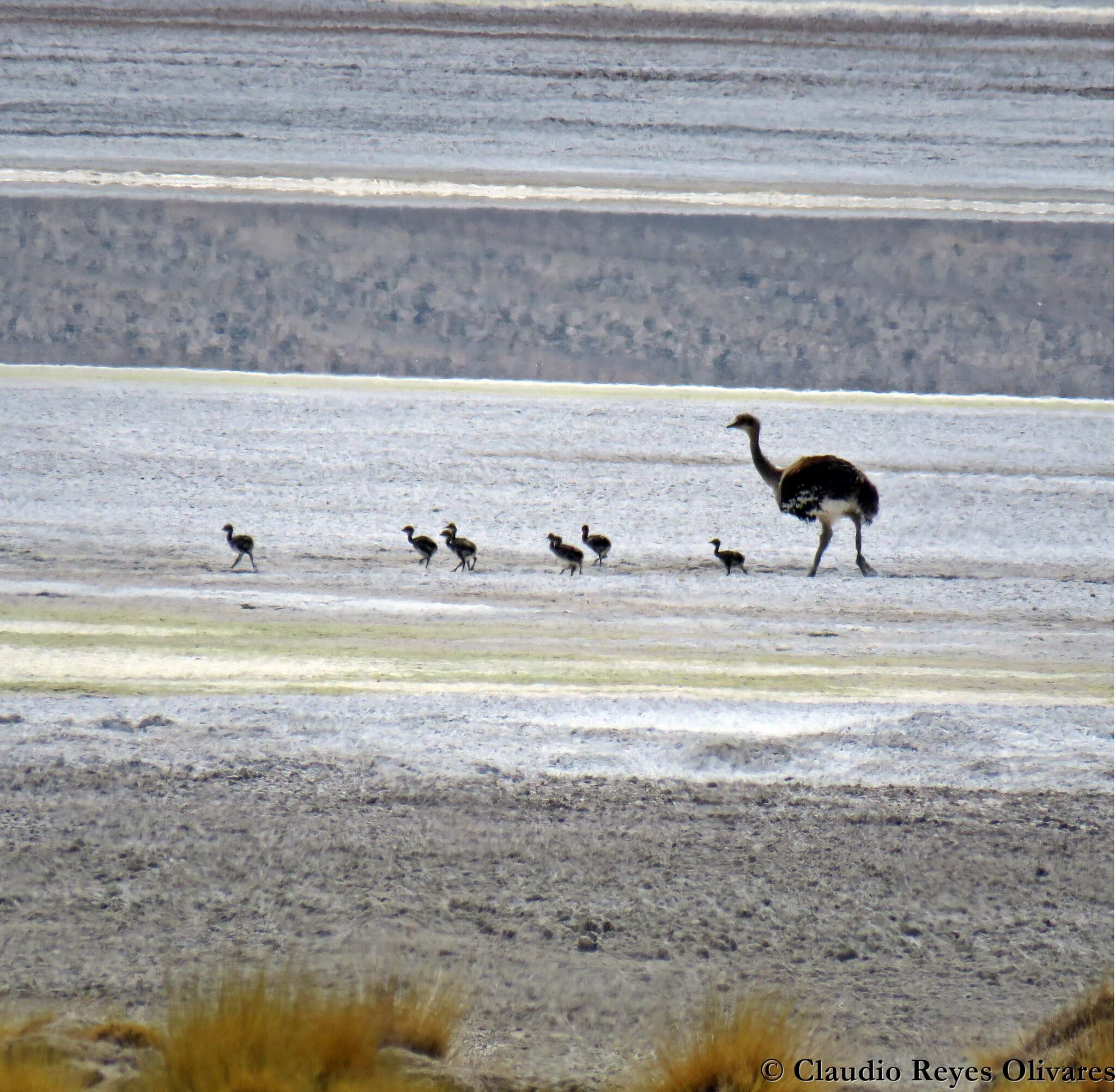 Image of Rhea pennata tarapacensis (Chubb & C 1913)