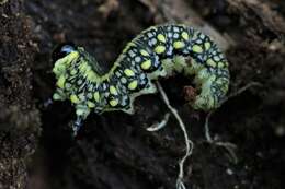 Image of Introduced Pine Sawfly