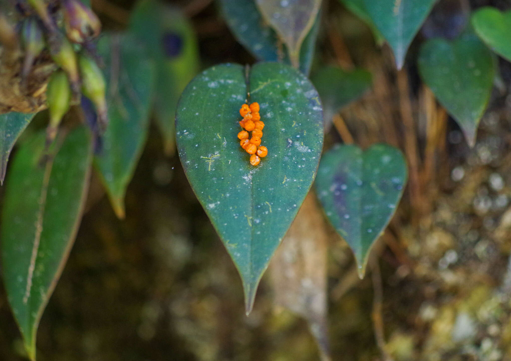 Imagem de Pleurothallis truncata Lindl.