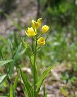 Слика од Cephalanthera falcata (Thunb.) Blume