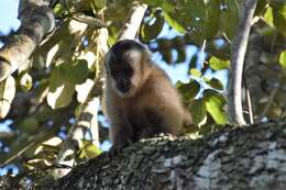 Image of Azaras’s Capuchin