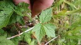 Imagem de Tiarella trifoliata L.