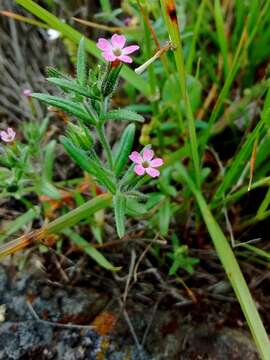 Image of slender phlox