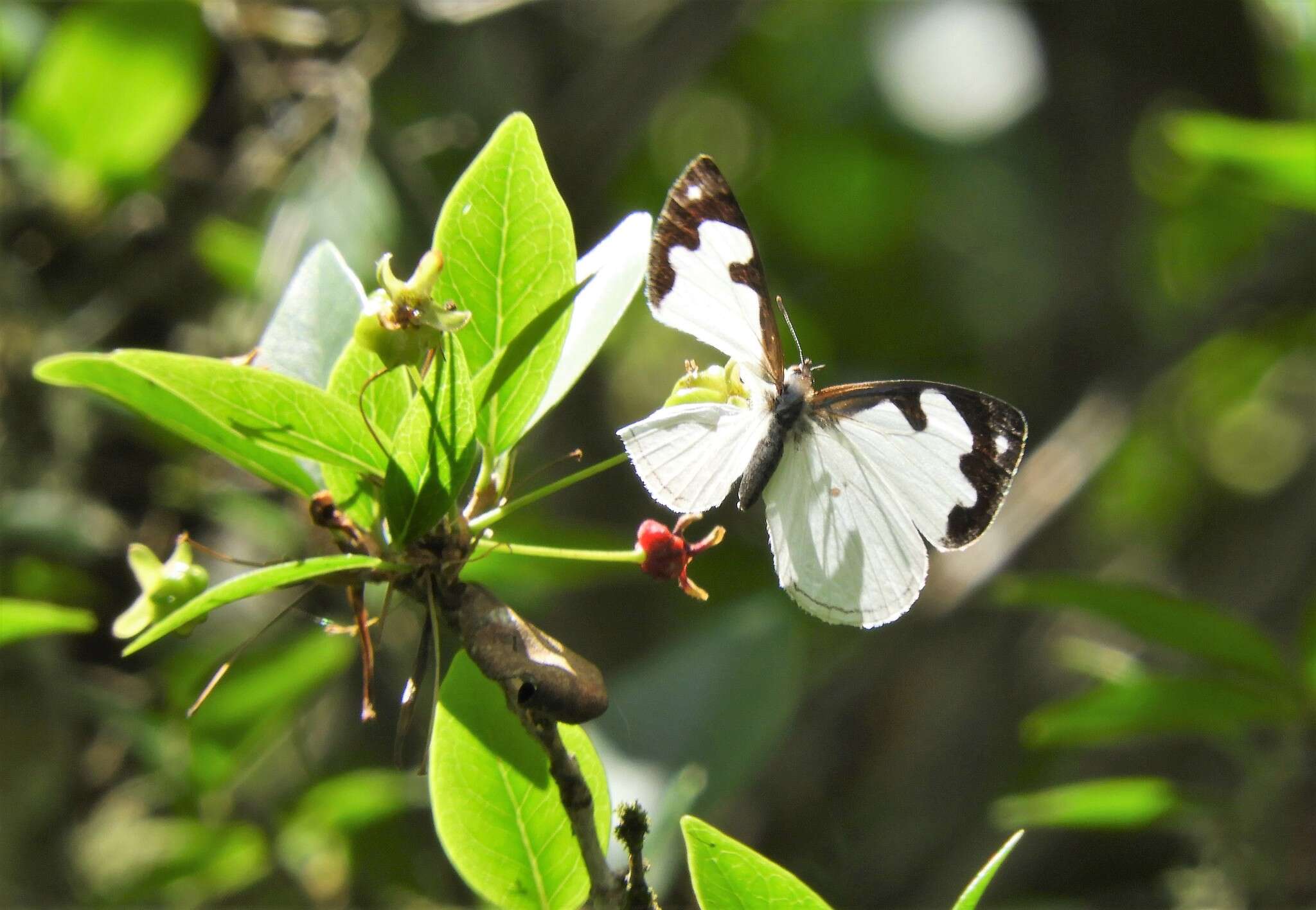 Plancia ëd Dynamine myrrhina Doubleday (1849)