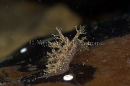 Image of bushy-backed nudibranch