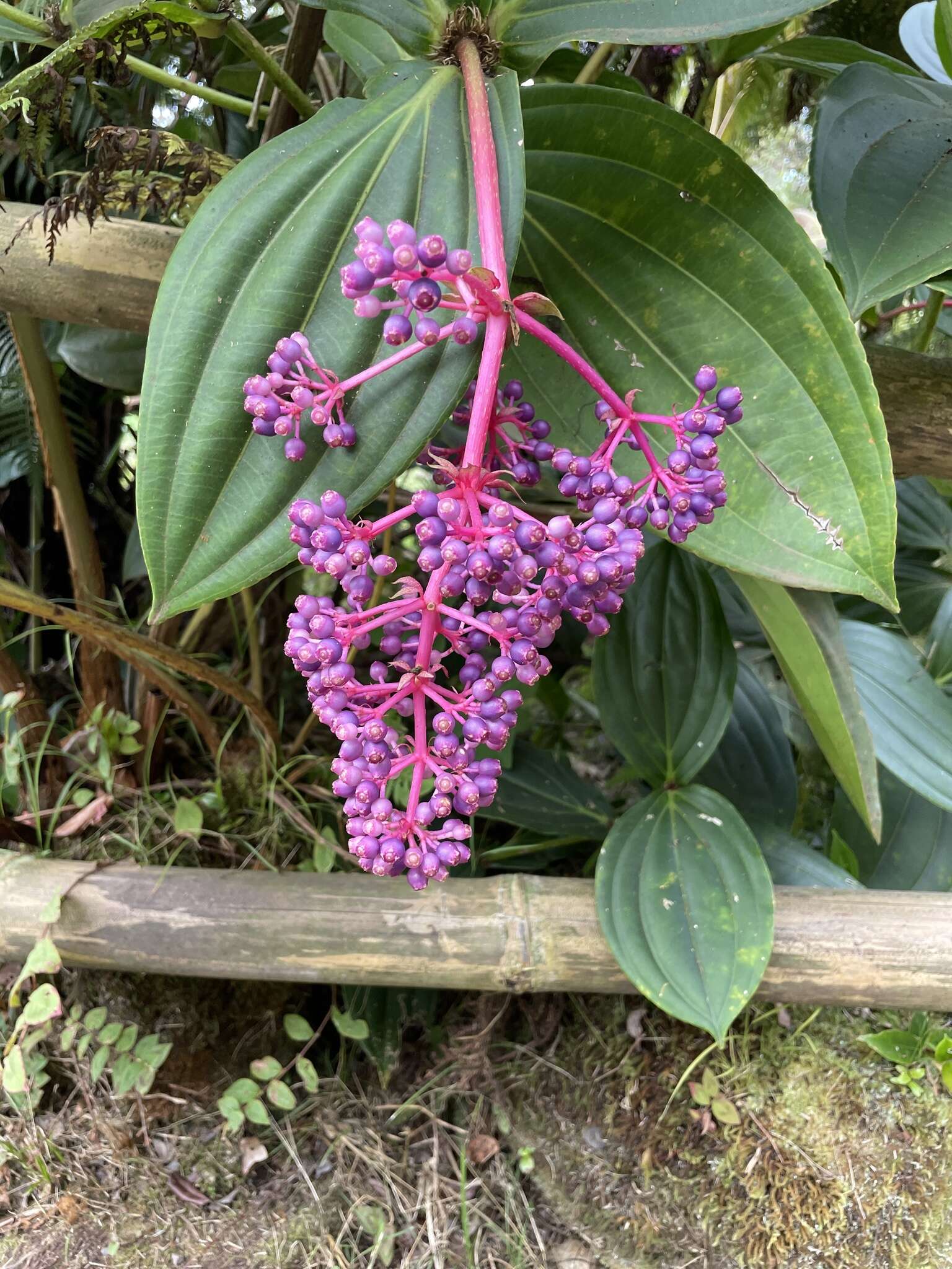 Image of Medinilla cumingii Naud.