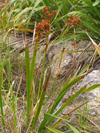 Image of Machaerina sinclairii (Hook. fil.) T. Koyama