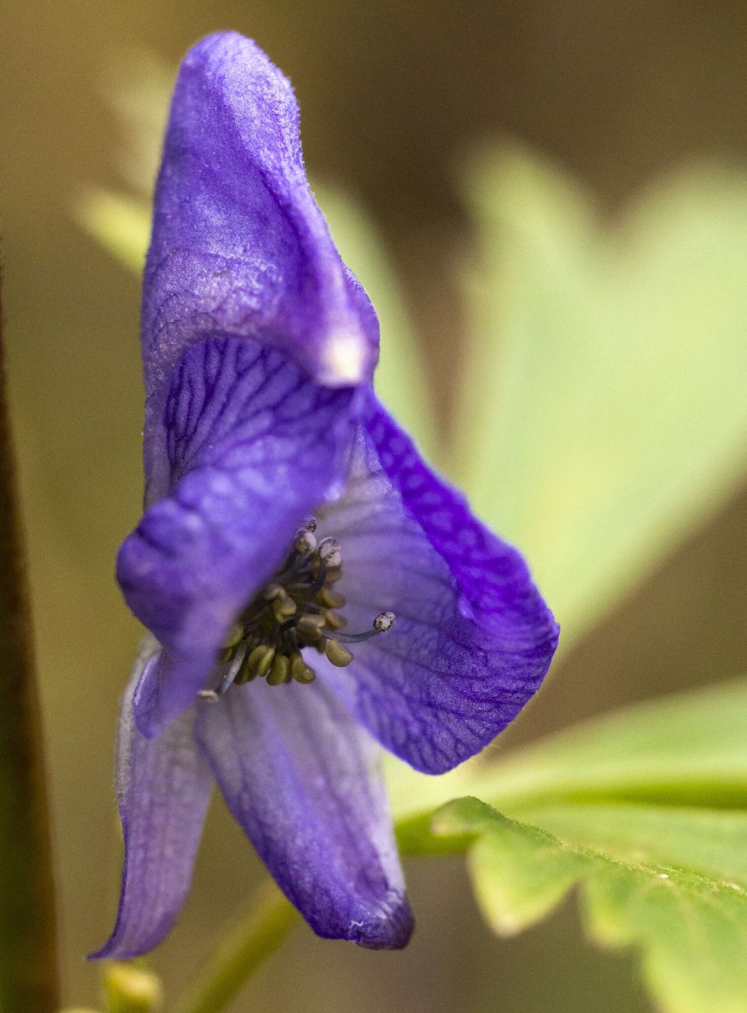 Imagem de Aconitum uncinatum L.