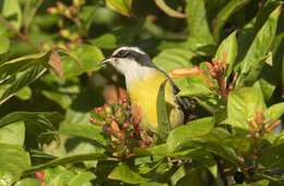 صورة Coereba flaveola caboti (Baird & SF 1873)