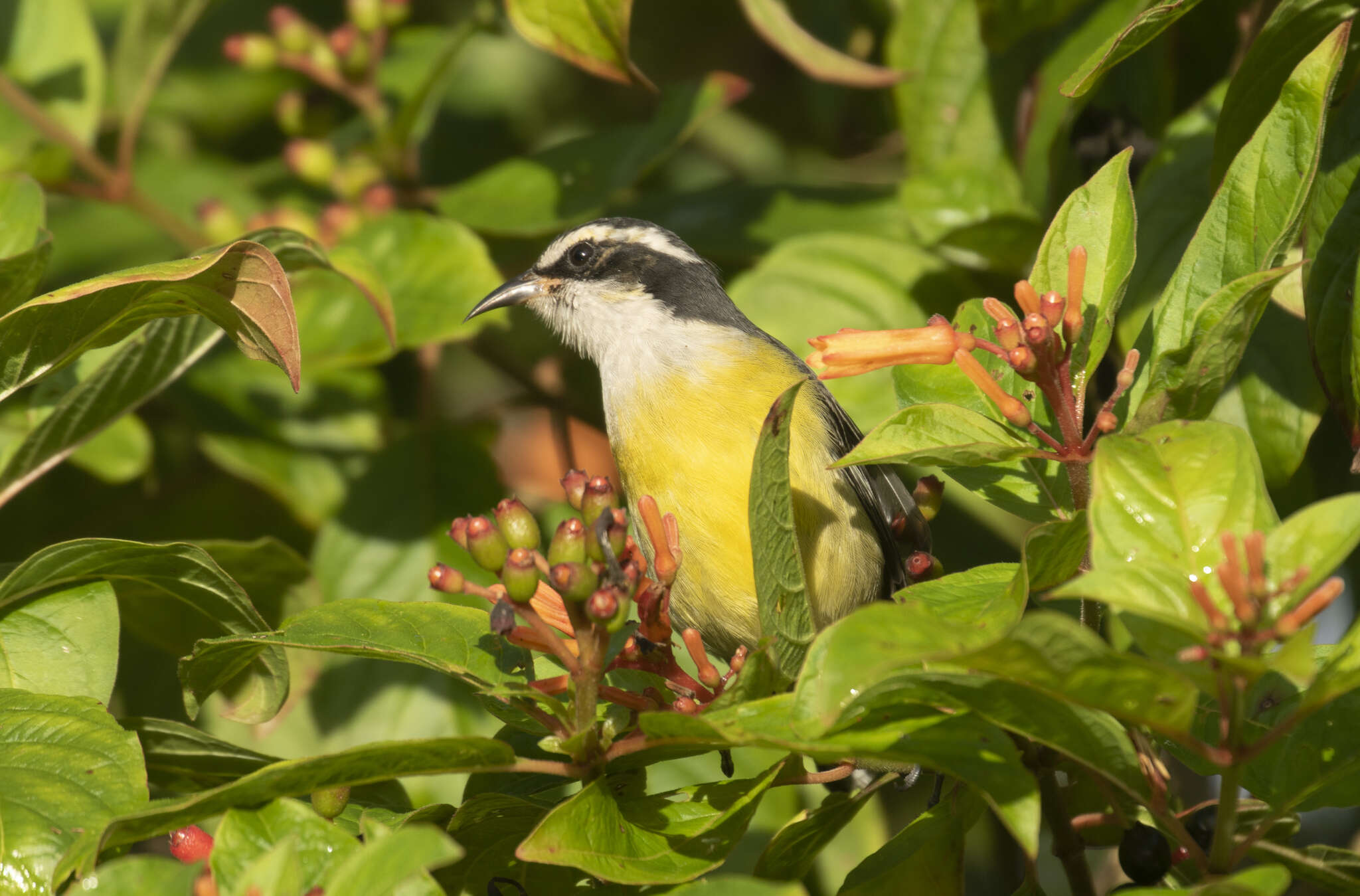 Coereba flaveola caboti (Baird & SF 1873) resmi