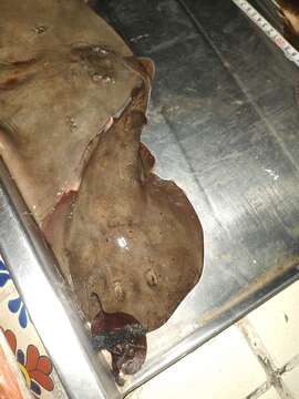 Image of Caribbean Electric Ray