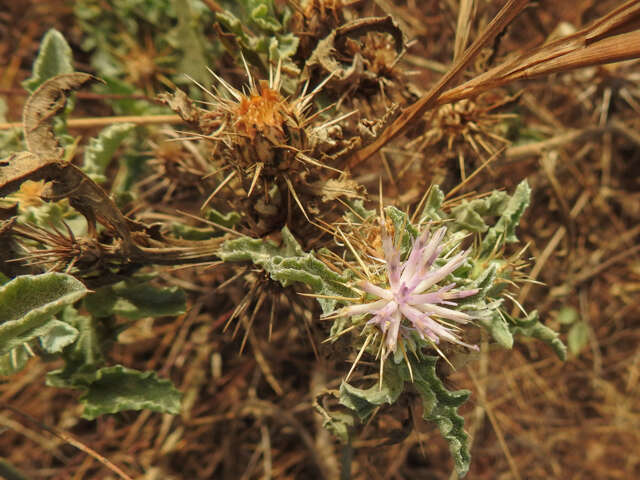 Image de Centaurea perrottettii DC.