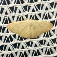 Image de Idaea uniformis Warren 1896