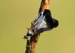 صورة Rhamphomyia marginata (Fabricius 1787)