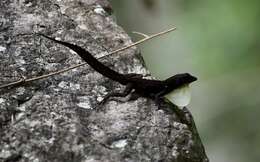 Image of Anolis homolechis turquinensis Garrido 1973