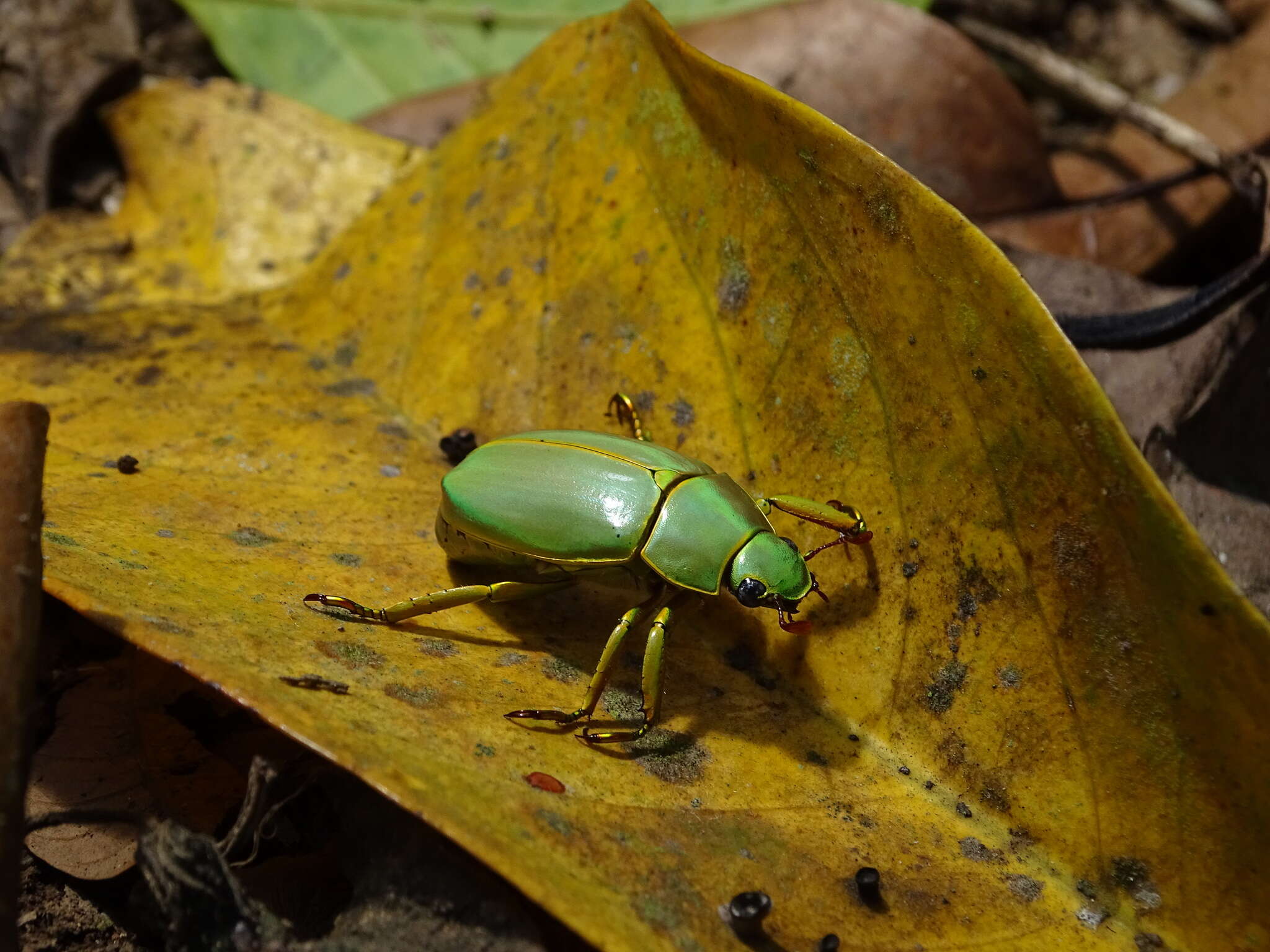 Image of Chrysina luteomarginata (Ohaus 1913)