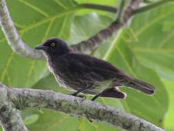 Image of Micronesian Starling