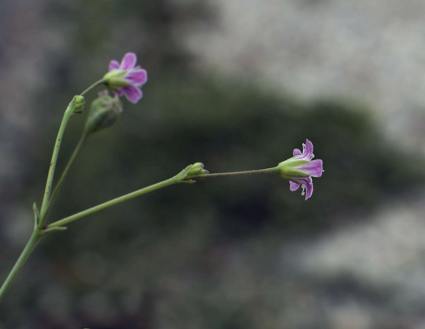 Слика од Gypsophila perfoliata L.