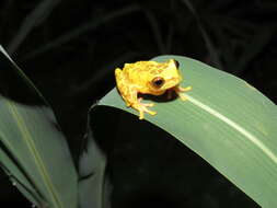 Image of Dendropsophus arndti Caminer, Milá, Jansen, Fouquet, Venegas, Chávez, Lougheed & Ron 2017