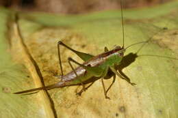 Image of Katydid