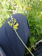 Image of Crepis praemorsa (L.) Tausch