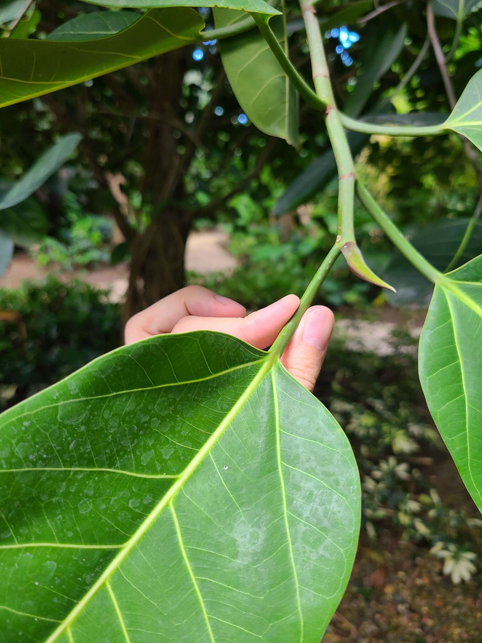 Image de Ficus altissima Bl.