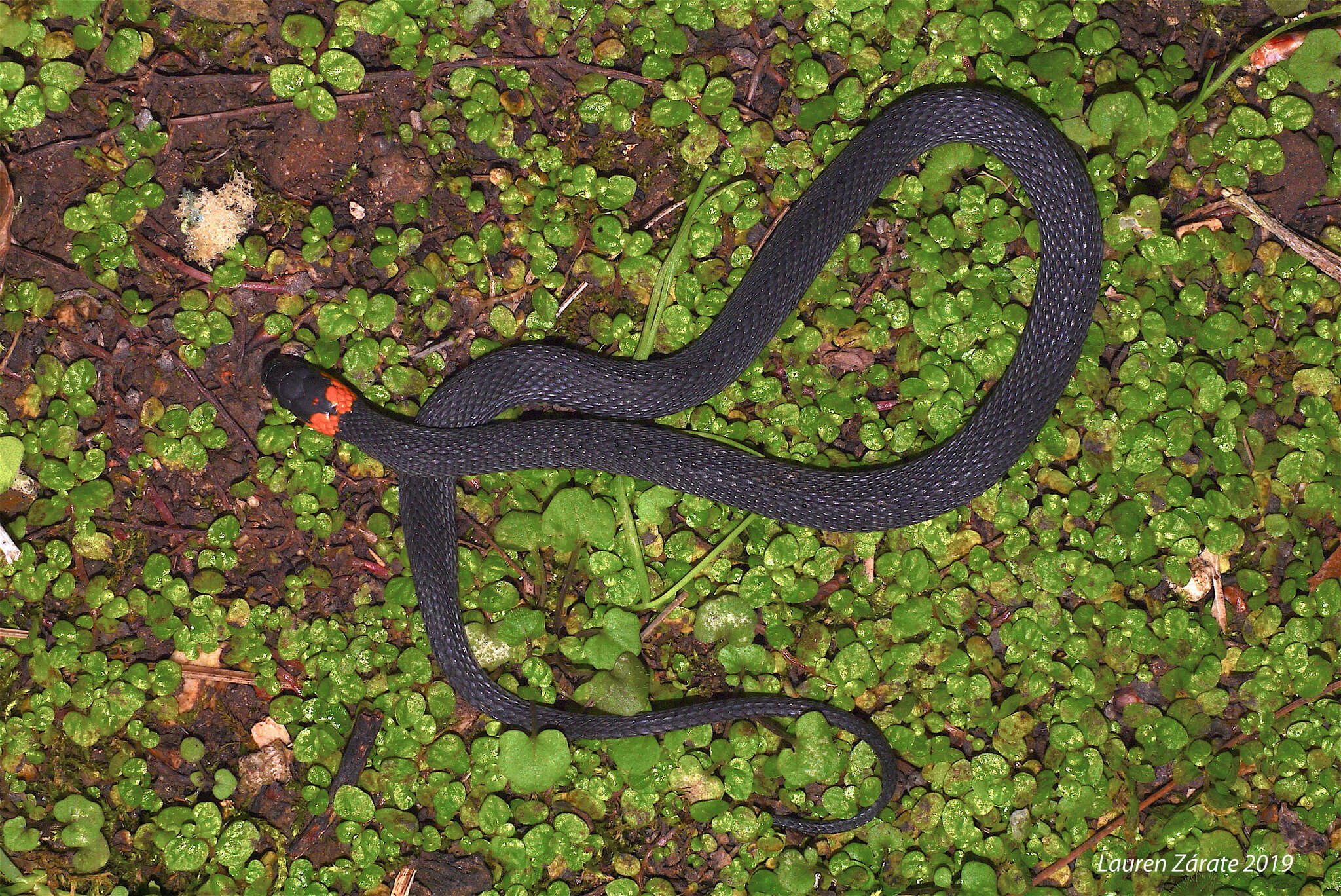 Image of Ringneck Coffee Snake