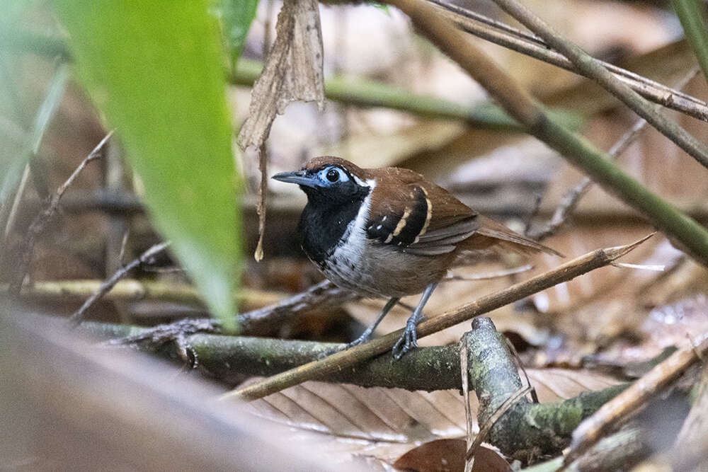 Image of Ferruginous-backed Antbird