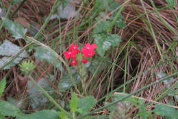 Image of crisped mock vervain