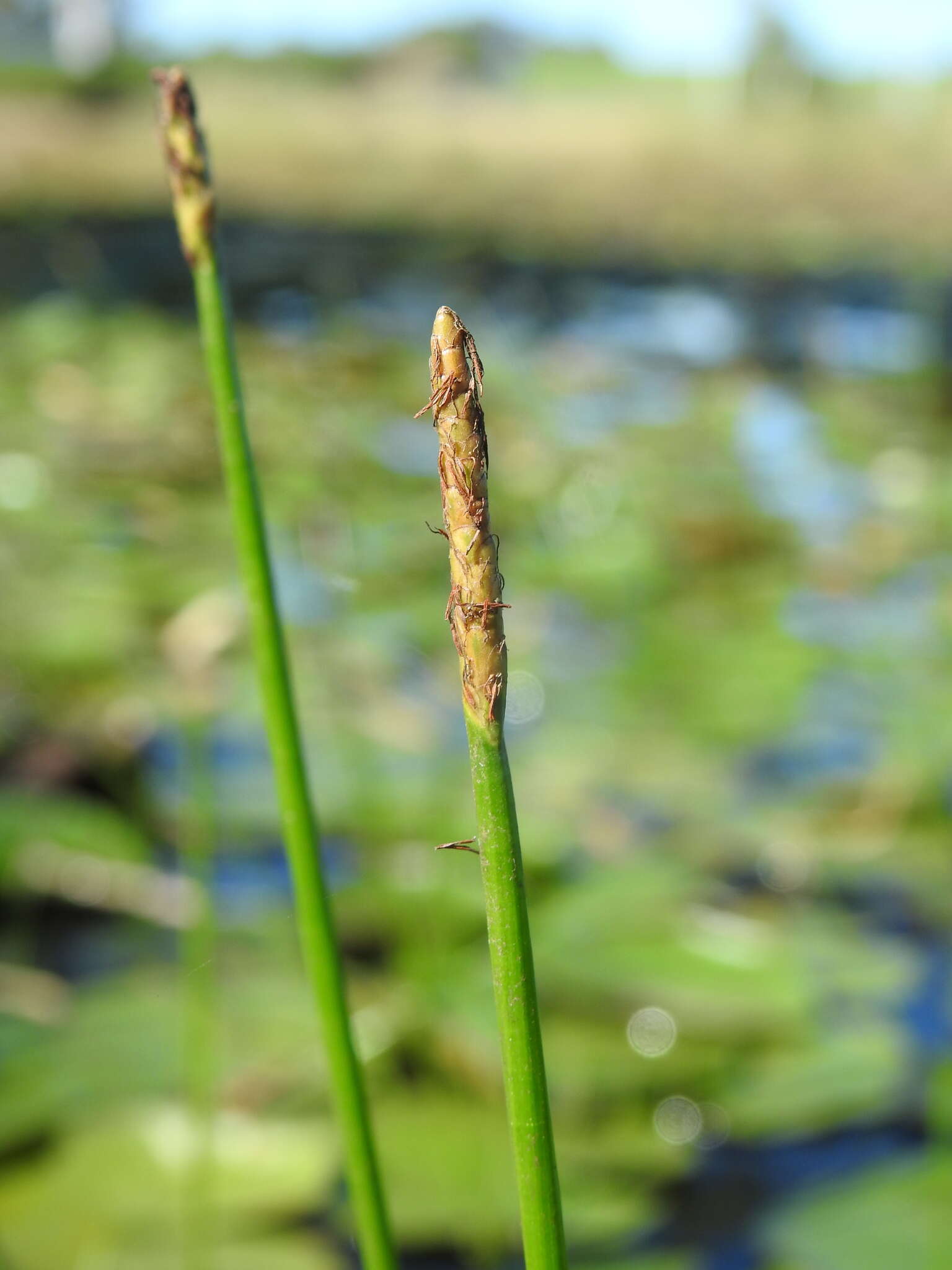 Image of Chinese water chestnut