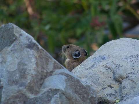 Image of Ochotona subgen. Pika Lacépède 1799