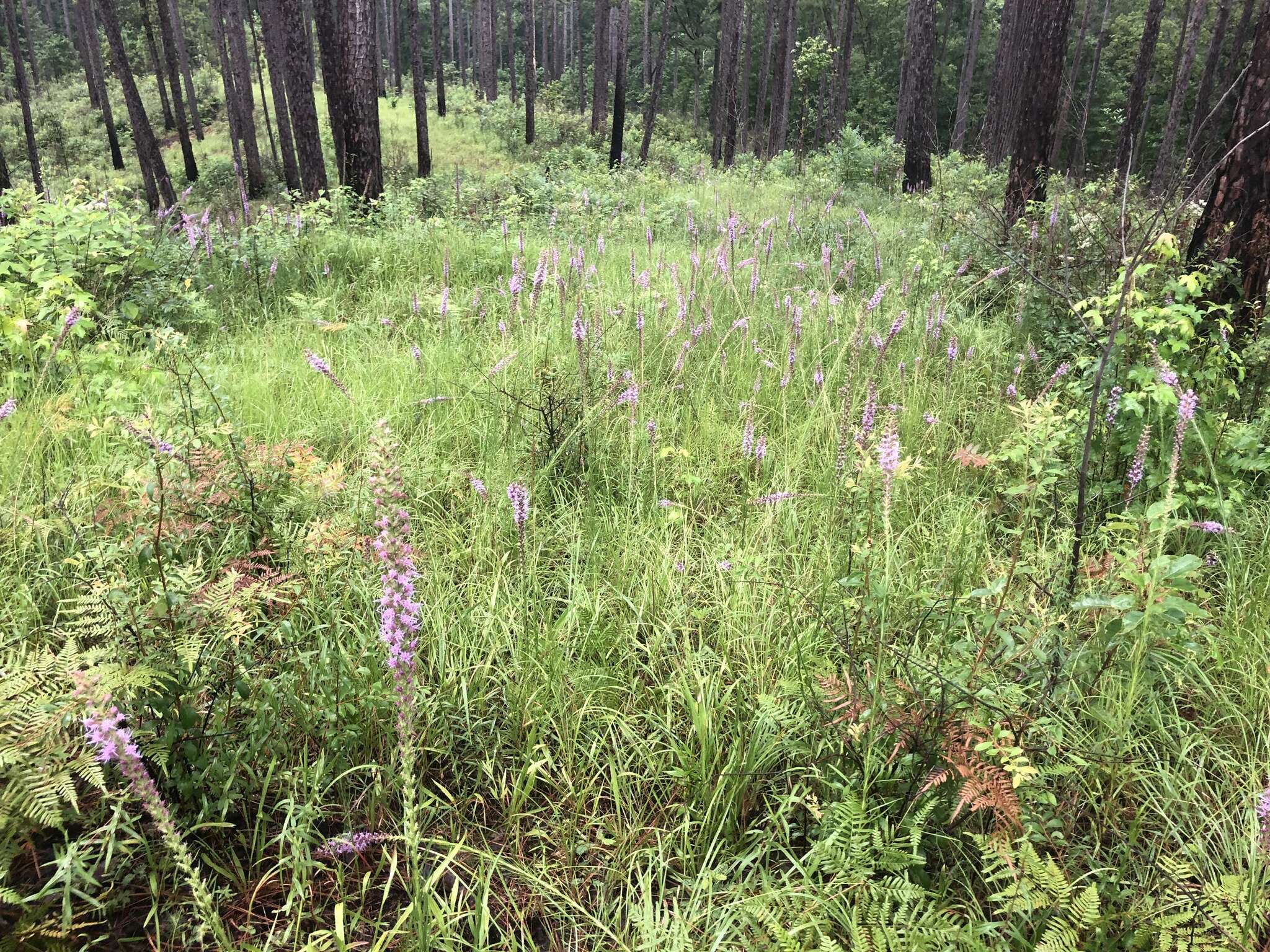 Image of prairie blazing star