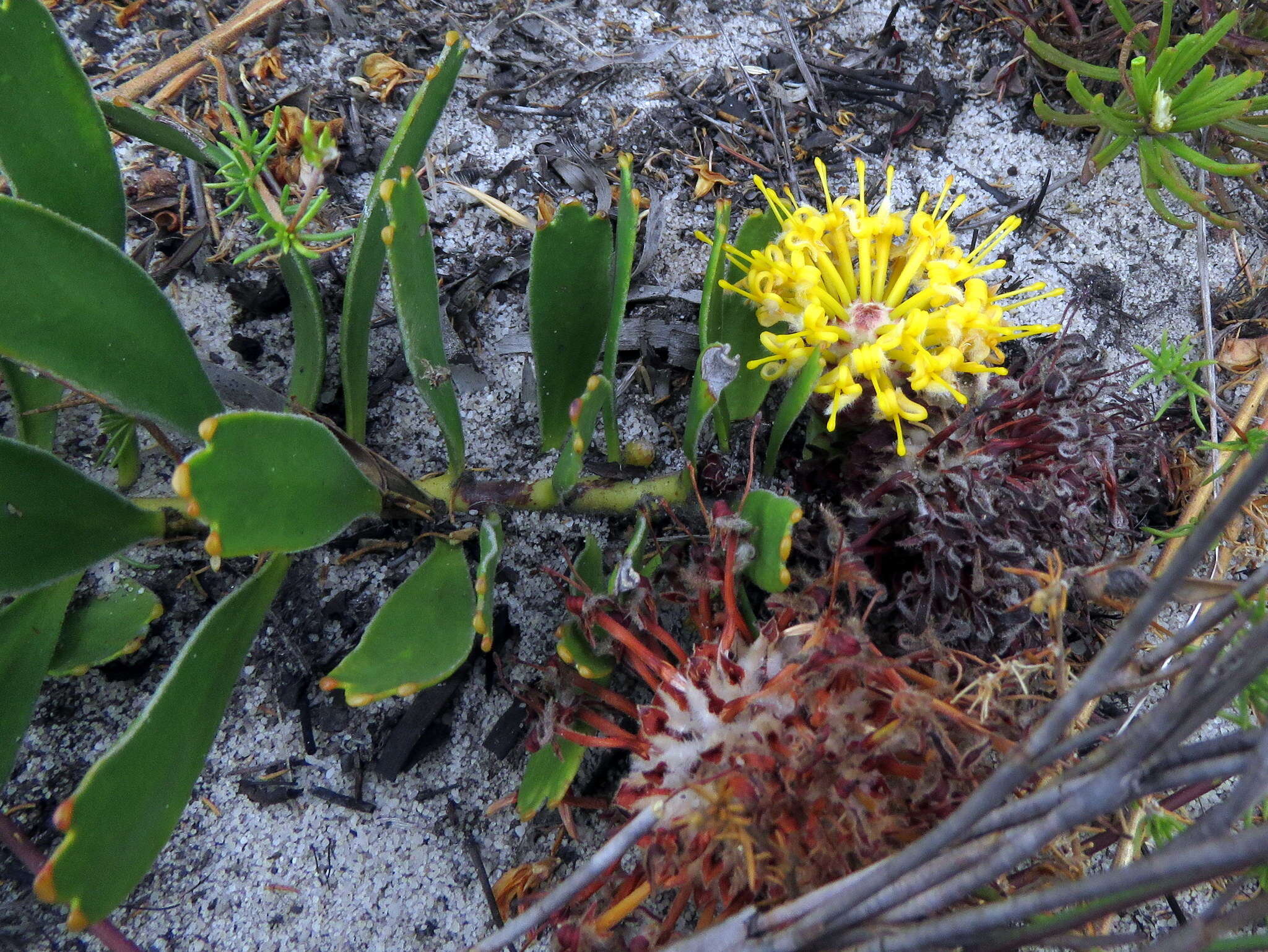 Image de Leucospermum hypophyllocarpodendron subsp. hypophyllocarpodendron