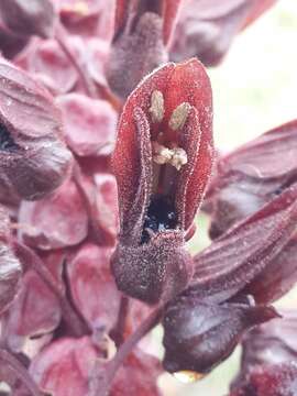 Image de Melianthus major L.