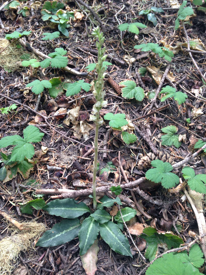 Image of Giant Rattlesnake-plantain