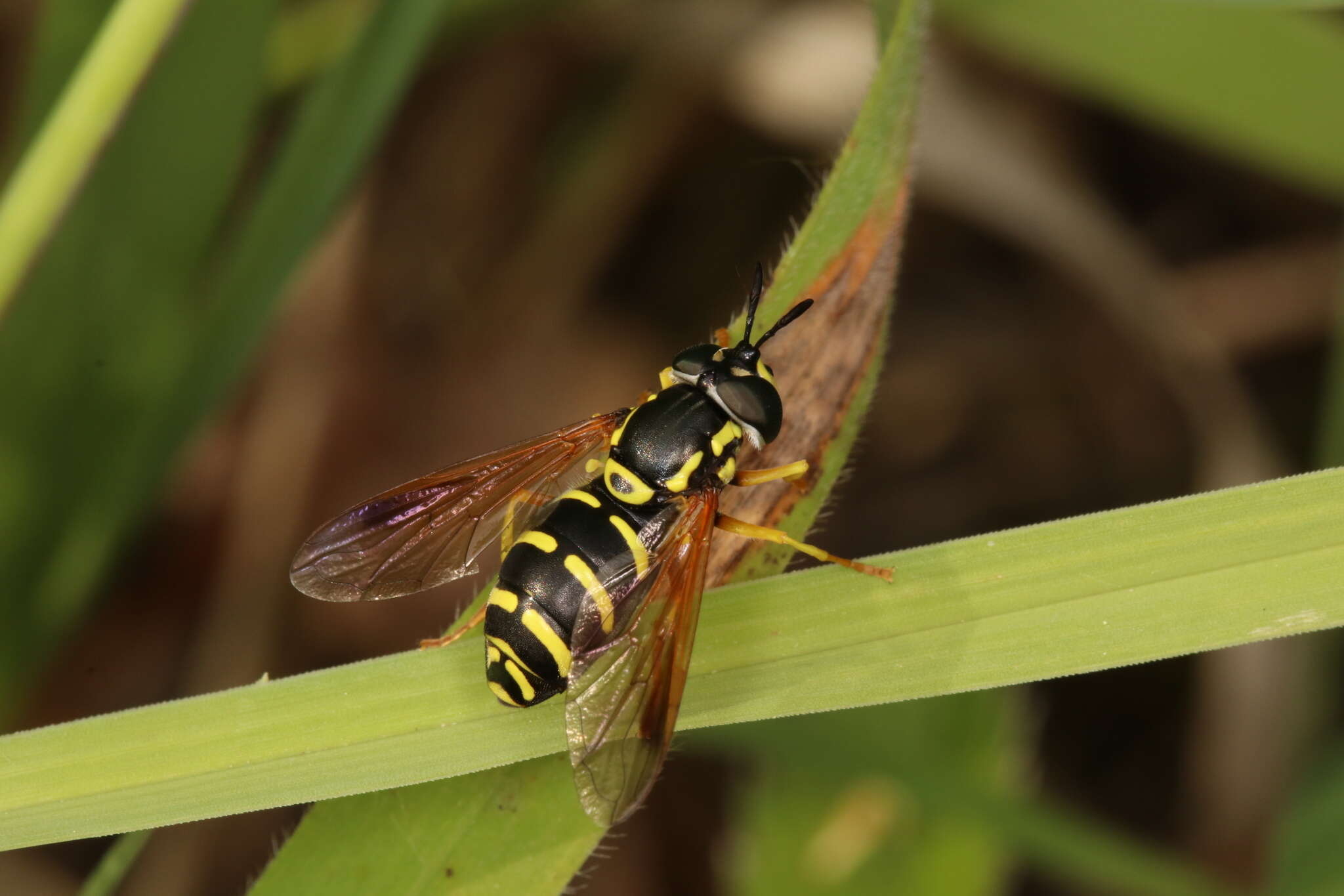 Image de Chrysotoxum vernale Loew 1841