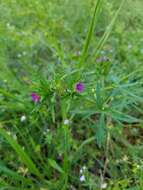 Plancia ëd Geranium dissectum L.