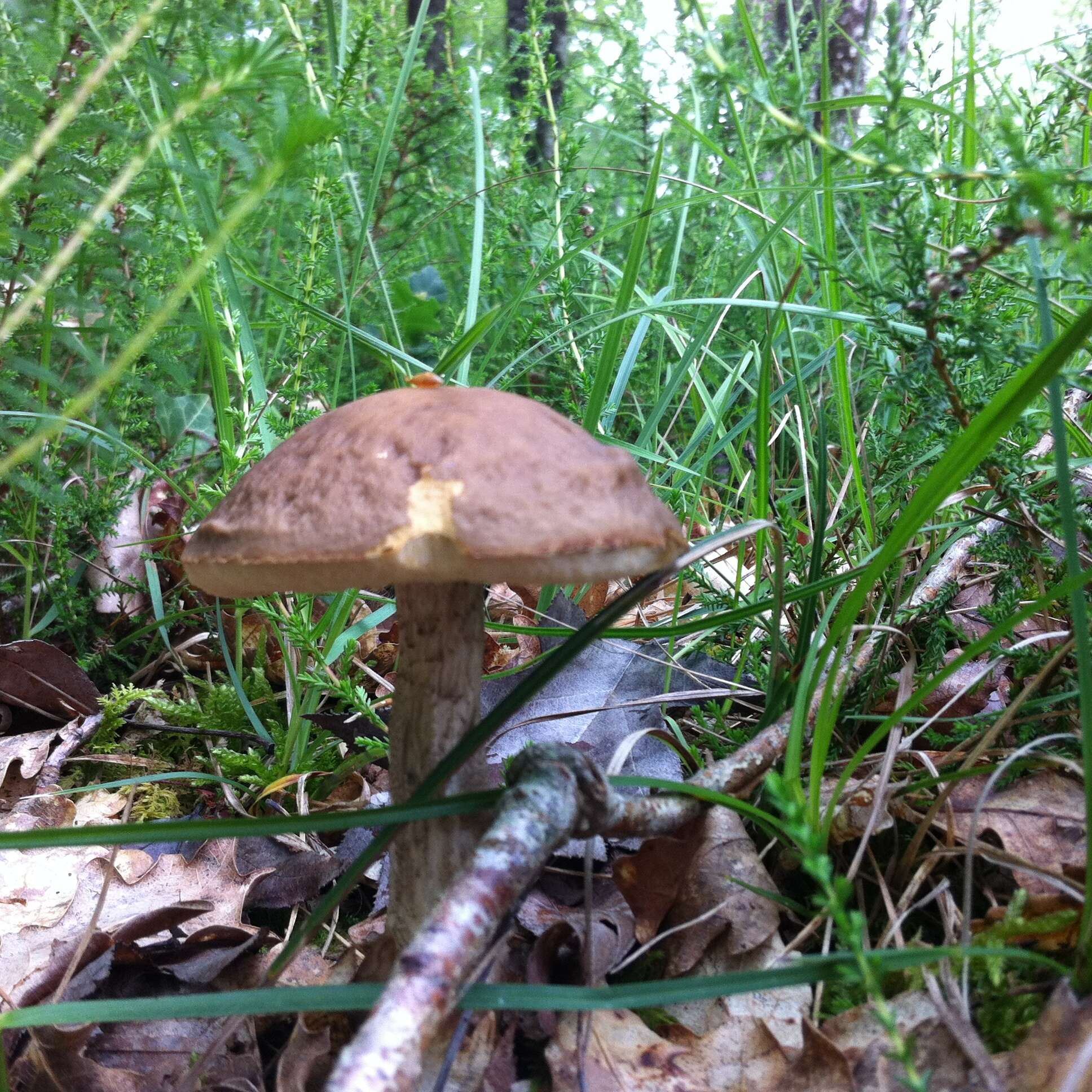 Image of Leccinellum pseudoscabrum (Kallenb.) Mikšík 2017