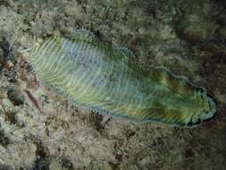 Image of yellow-spotted sole